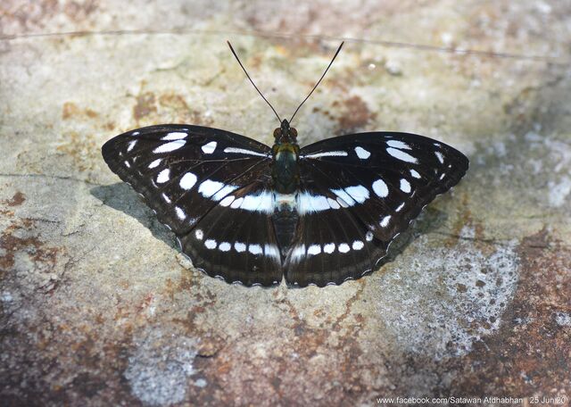 Limenitis asura idita