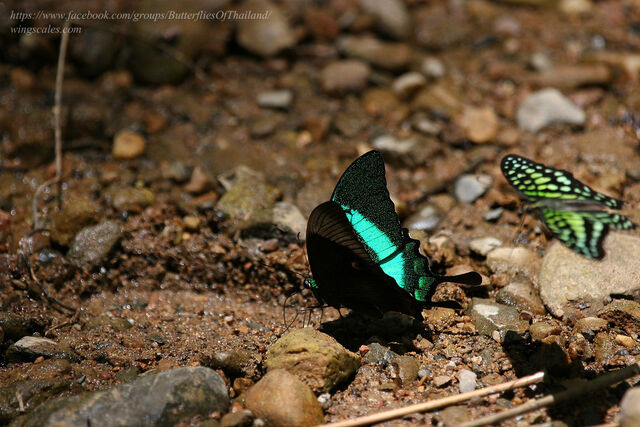 Papilio palinurus palinurus