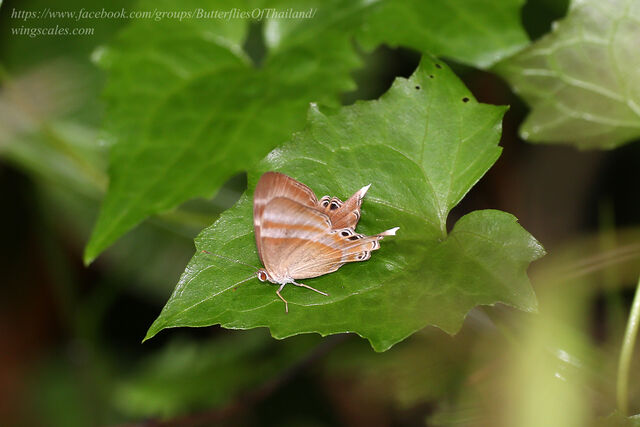 Abisara savitri savitri