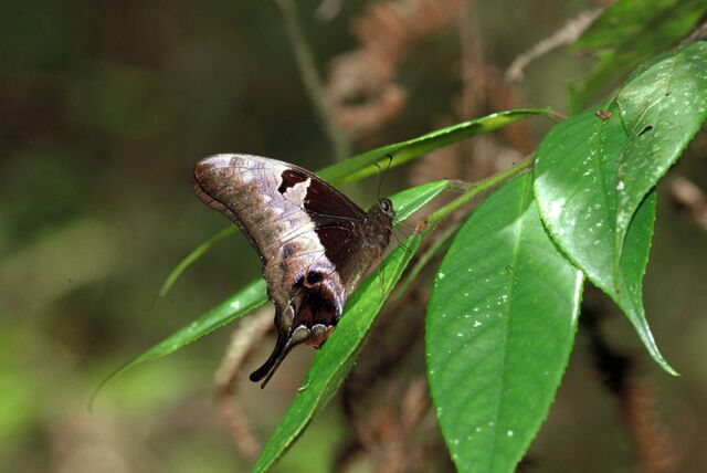 Meandrusa lachinus sukkiti