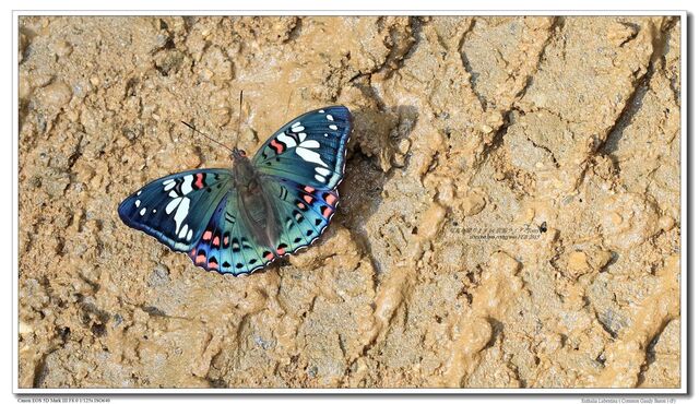 Euthalia lubentina lubentina