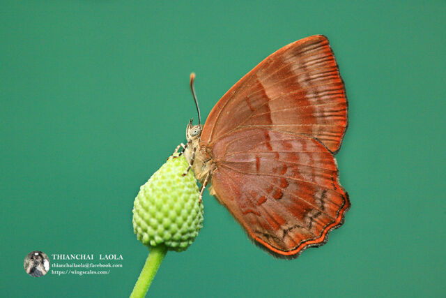 Simiskina phalia potina