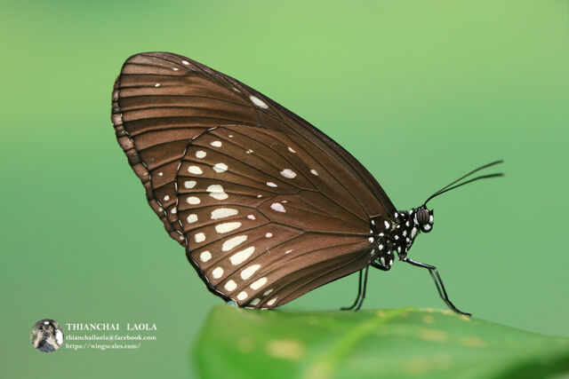 Euploea core godartii