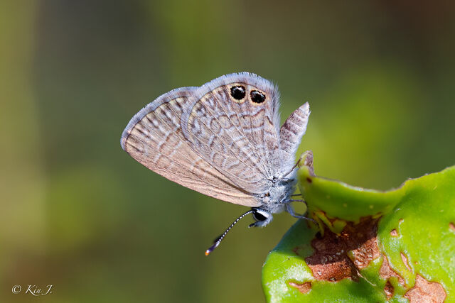 Nacaduba biocellata baliensis