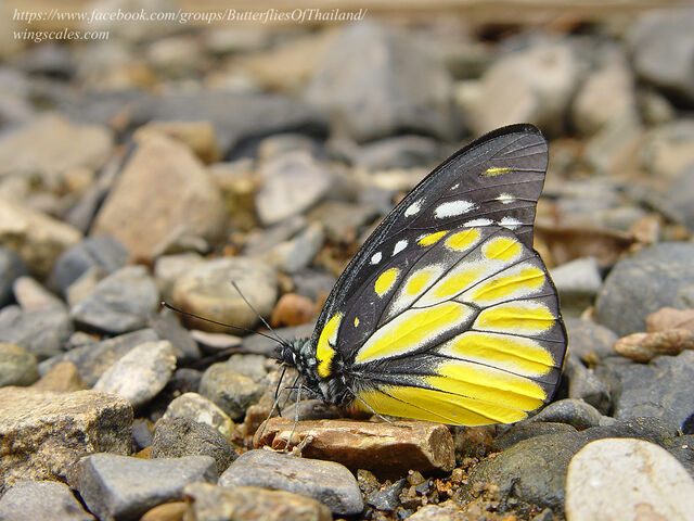 Prioneris thestylis thestylis