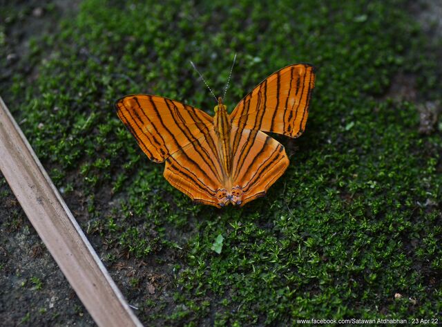 Chersonesia risa risa