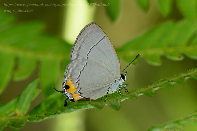 Tajuria isaeus verna