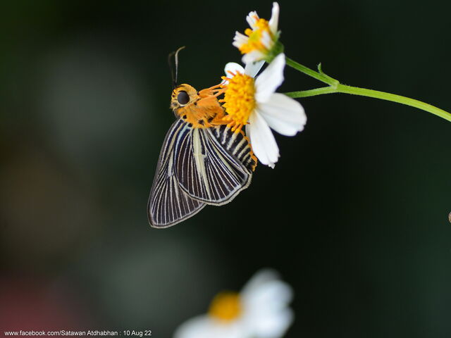 Burara gomata lalita