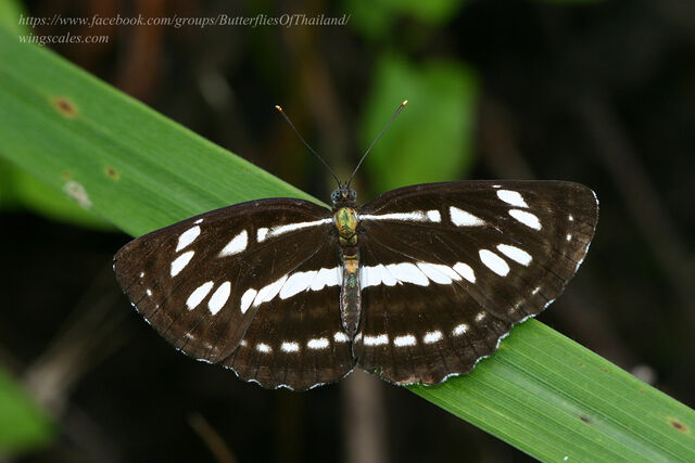 Neptis hylas kamarupa