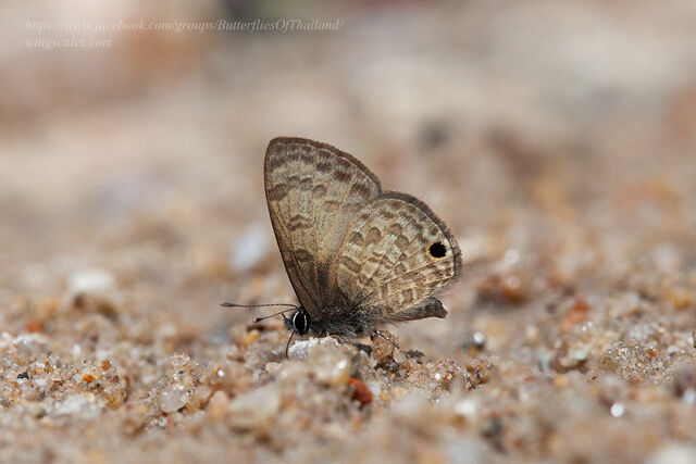 Prosotas gracilis ni