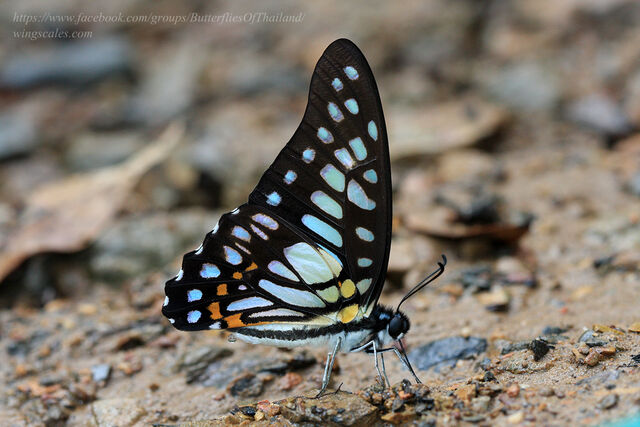 Graphium chironides chironides