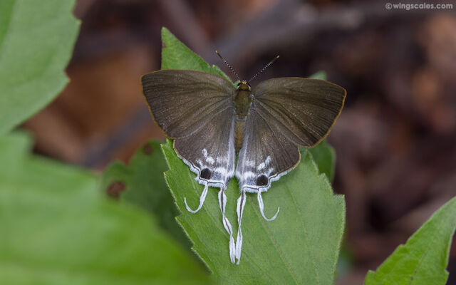 Hypolycaena amasa amasa