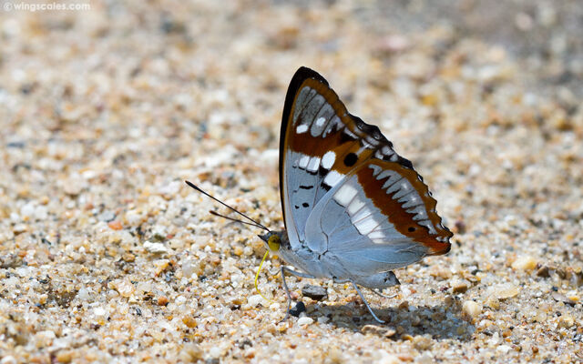 Mimathyma ambica miranda