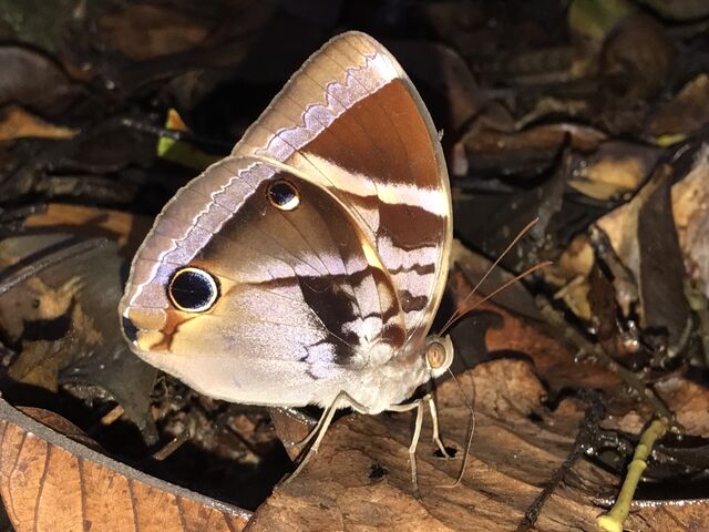 Thaumantis odana pishuna