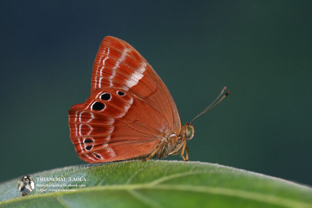 Abisara bifasciata angulata