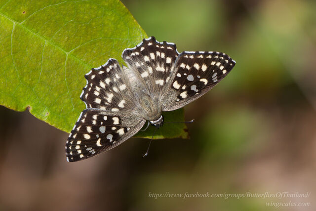 Abaratha agama agama
