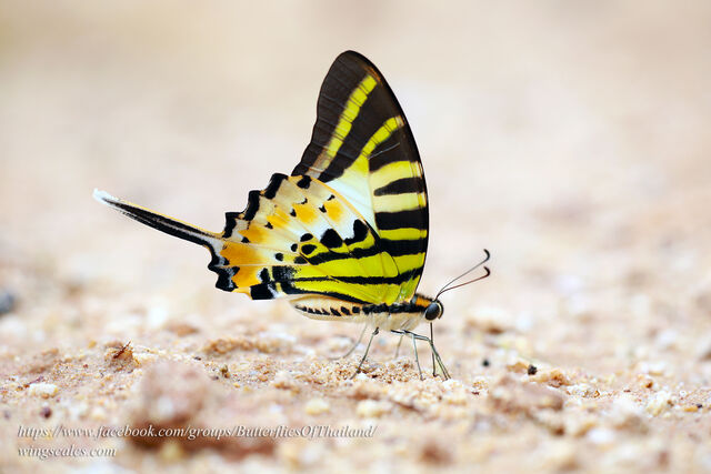 Graphium antiphates nebulosus