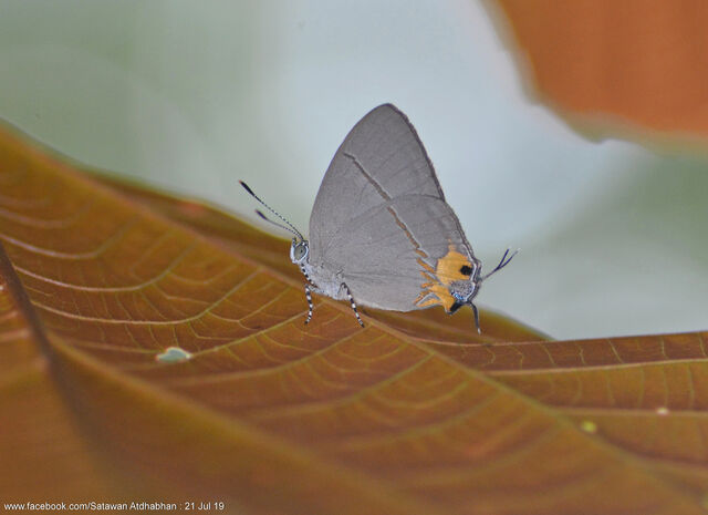 Britomartis cleoboides viga