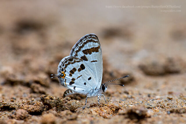 Shijimia potanini umbriel