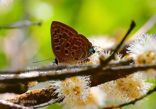Virachola subguttata malaya