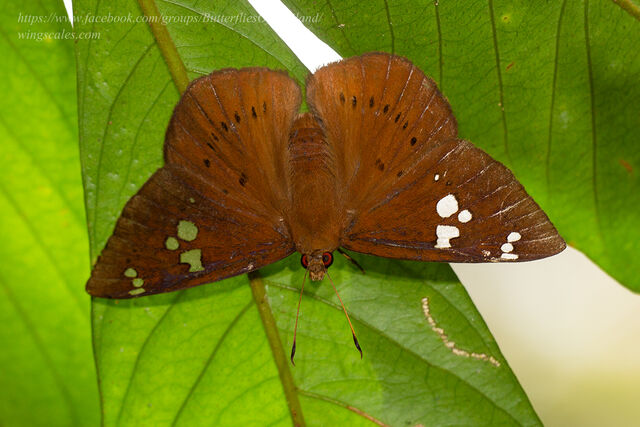 Capila phanaeus ferrea
