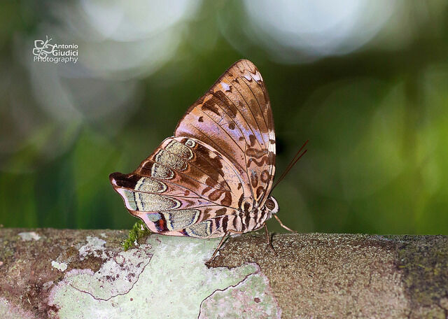 Prothoe franck uniformis