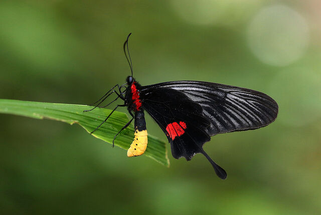 Losaria neptunus neptunus
