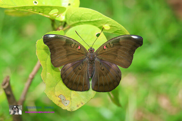 Euthalia evelina annamita