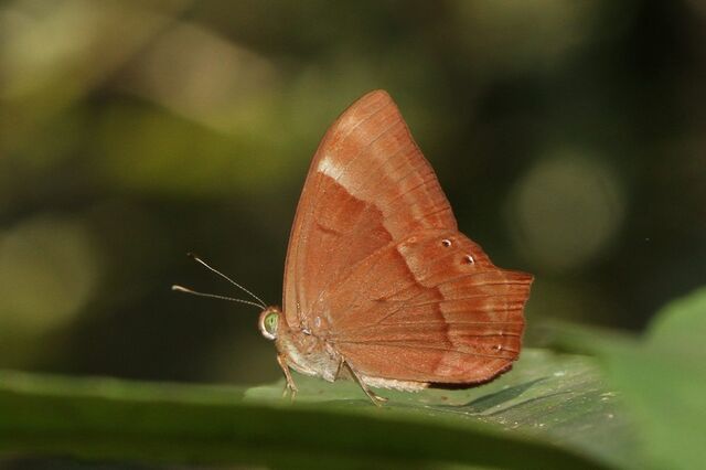 Abisara bifasciata angulata
