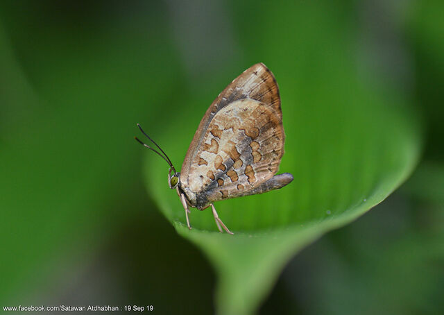 Miletus gallus gallus