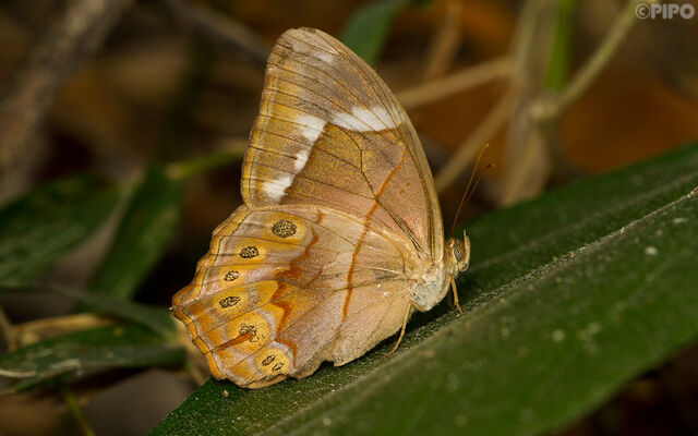 Lethe minerva tritogeneia