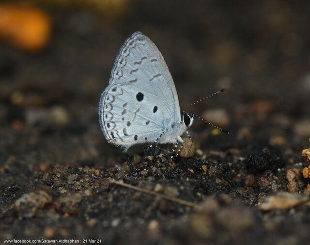 Callenya lenya lenya