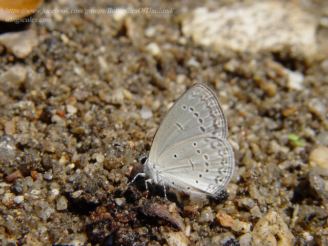 Bothrinia chennellii celastroides