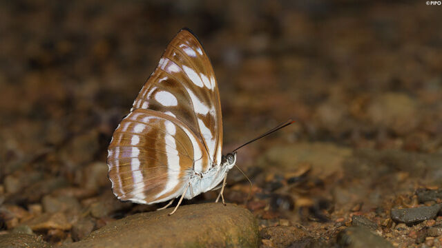 Tacola larymna siamensis