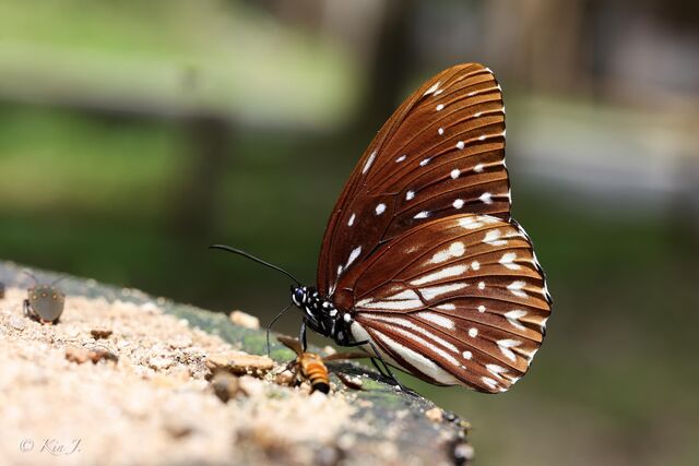 Penthema darlisa melema