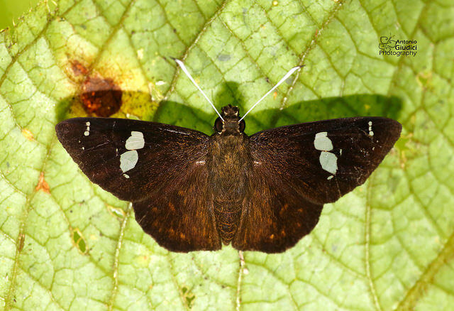 Celaenorrhinus putra sanda