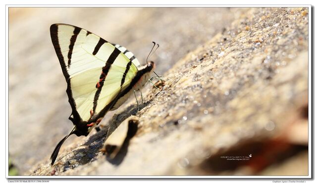 Graphium agetes agetes