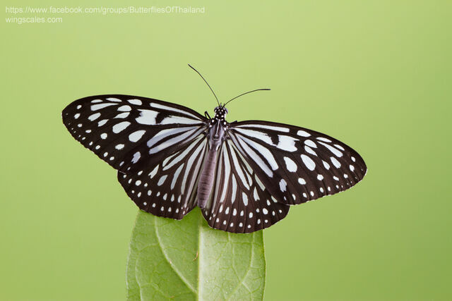 Ideopsis similis persimilis