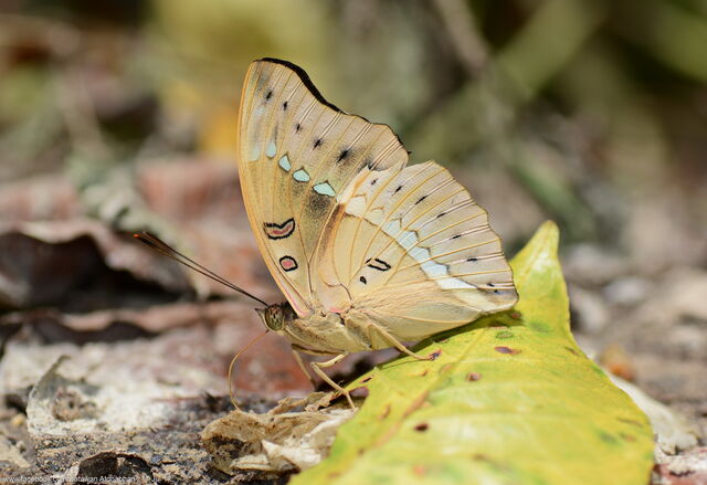 Euthalia teuta goodrichi