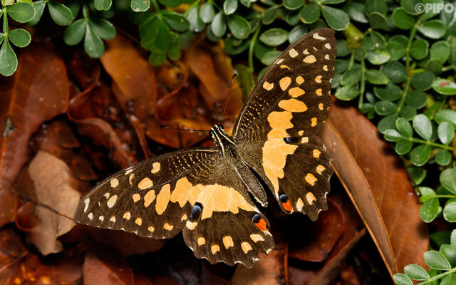 Papilio demoleus malayanus