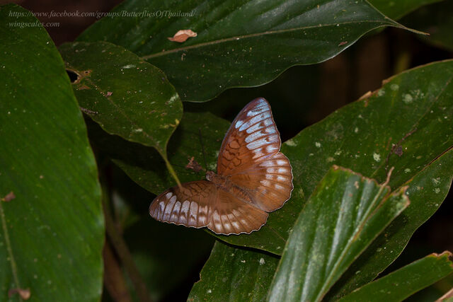 Cynitia cocytina puseda