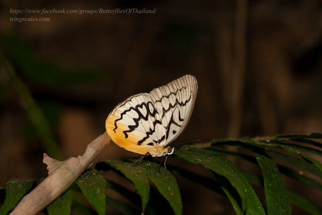 Melanocyma faunula faunula