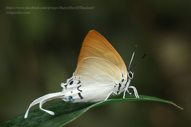 Jacoona anasuja nigerrima