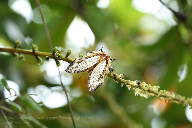 Cyrestis thyodamas thyodamas