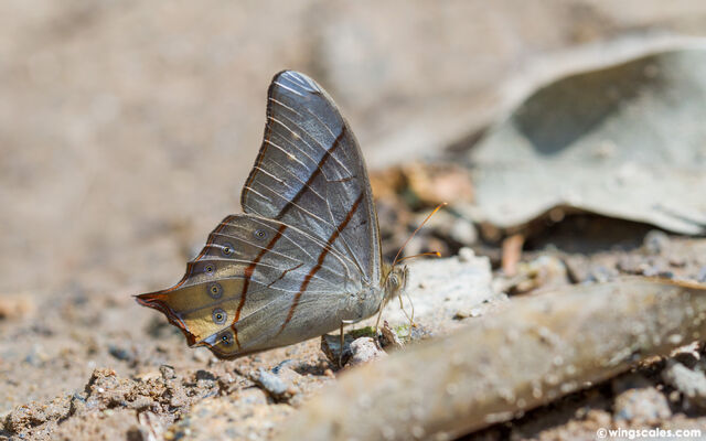 Lethe sinorix sinorix