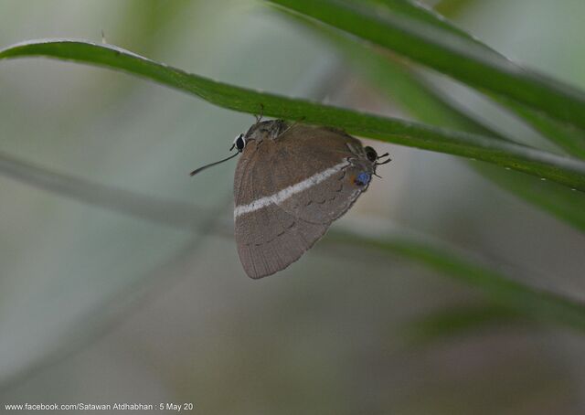 Dacalana burmana burmana