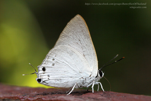 Deudorix hypargyria hypargyria