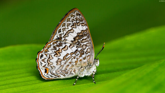 Poritia hewitsoni tavoyana