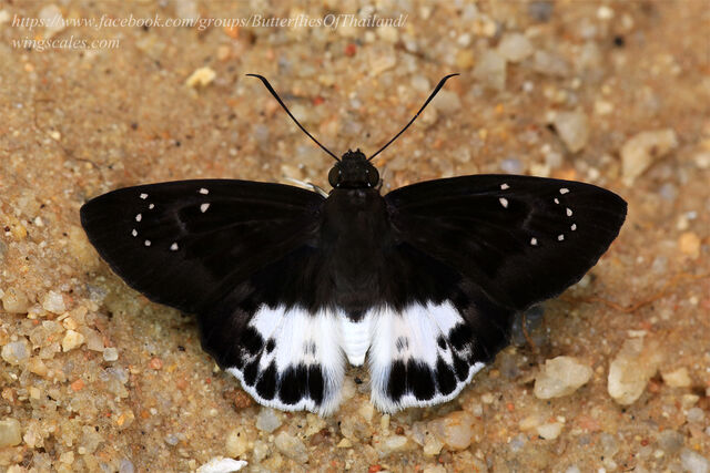 Tagiades menaka menaka