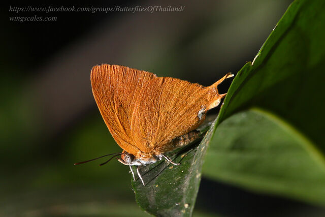 Thamala marciana ssp.
